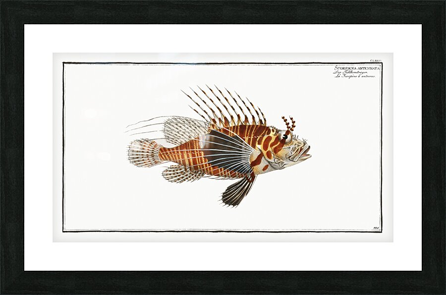 Scorpaena antennata Picture Frame print