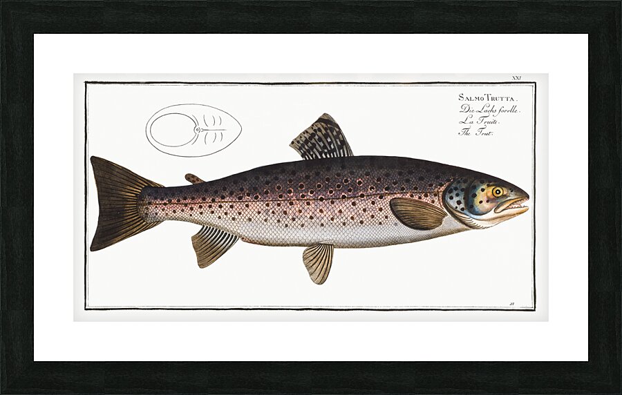 Trut Salmo Trutta Picture Frame print