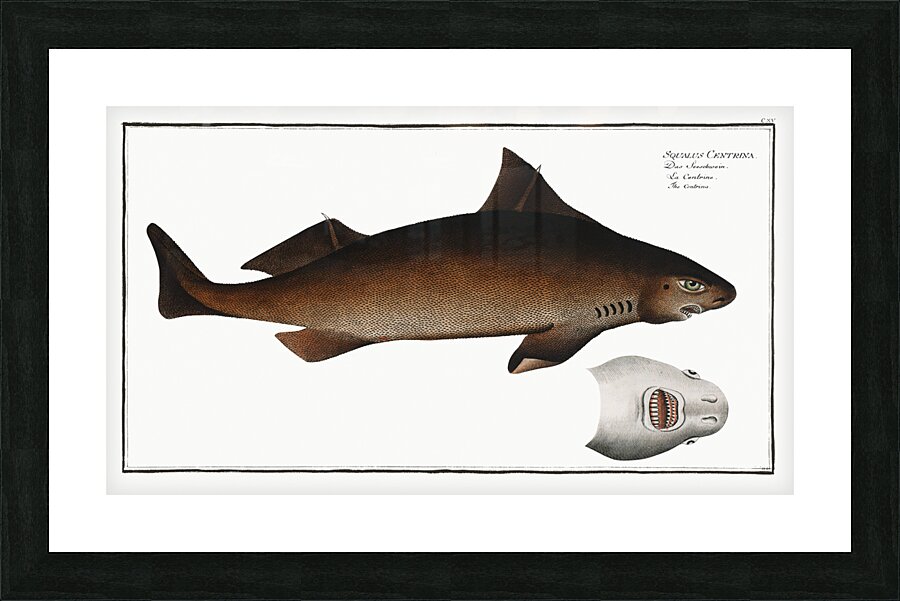 Centrina Squalus Centrina Picture Frame print