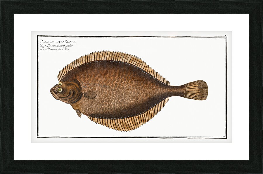 Left-Flounder Pleuronectes Passser Picture Frame print