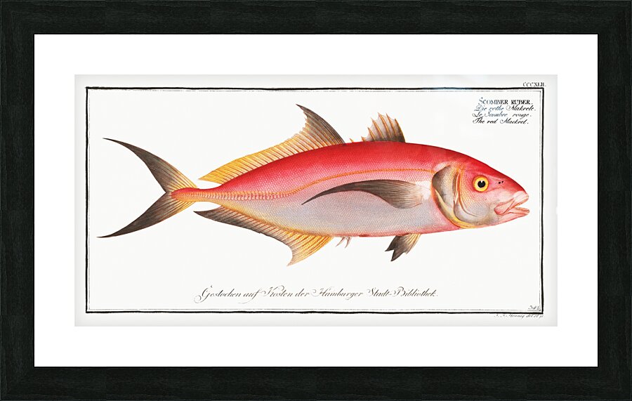 Red Mackrel Scomber ruber Picture Frame print