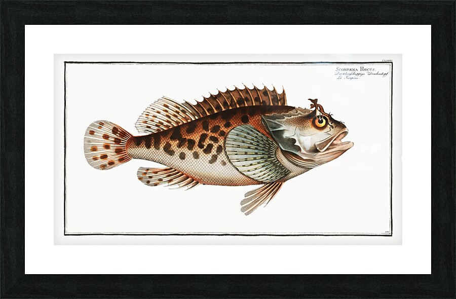 Scorpaena Porcus Picture Frame print