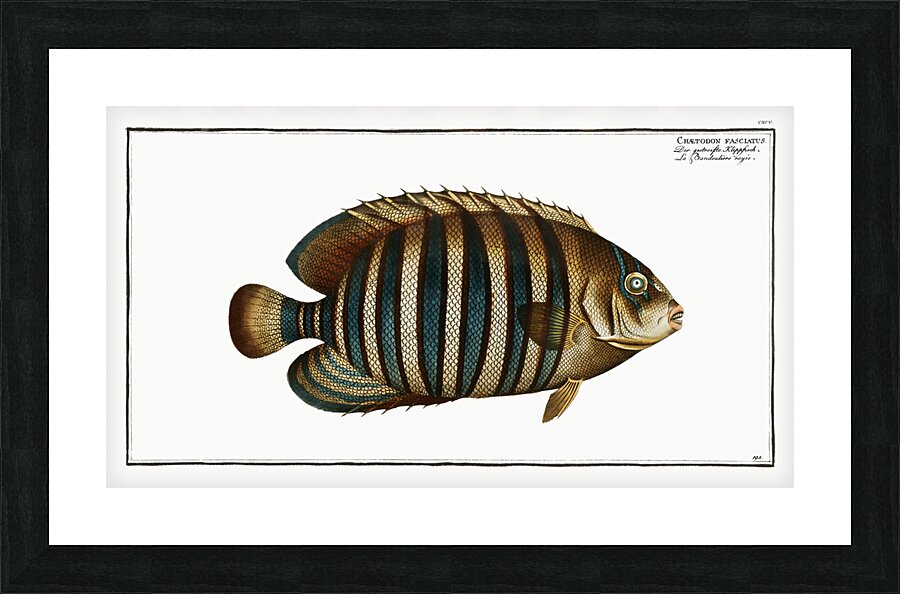 Chaetodon fasciatus Picture Frame print