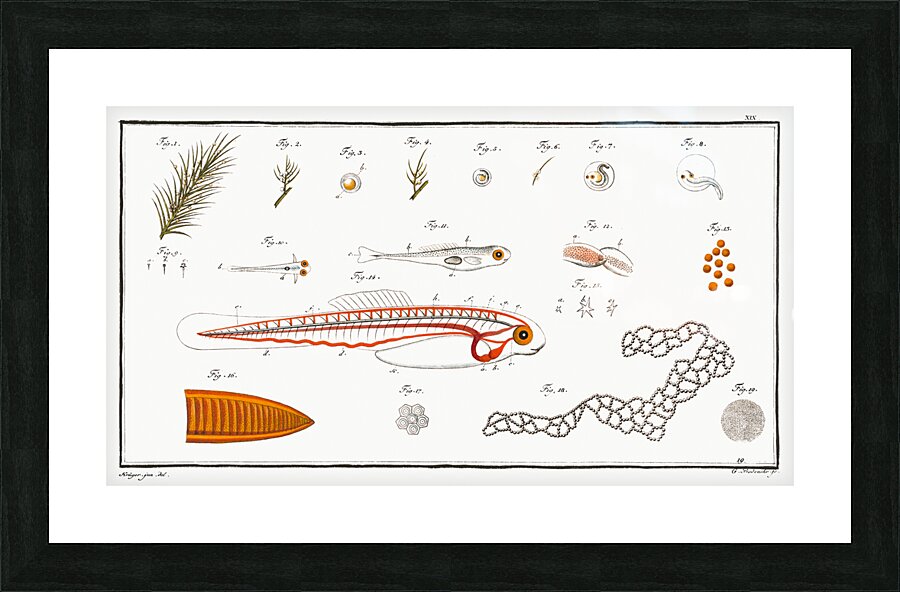 Fish hatching and growing Picture Frame print