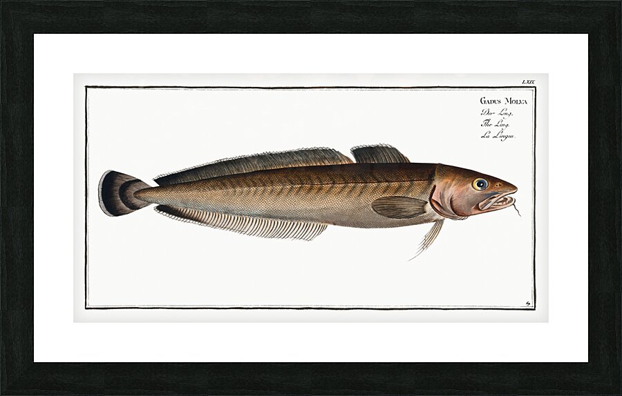 Ling Gadus Molva Picture Frame print