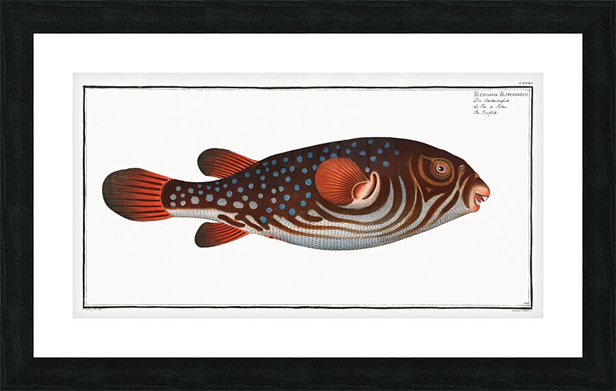 Toadfish Tetrodon Testudineus Picture Frame print