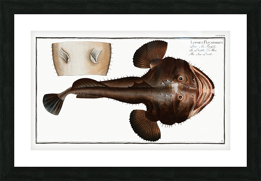 Sea Devil Lophius Piscatorius Picture Frame print