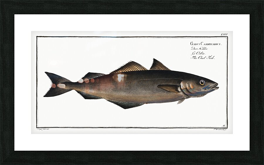 Coal Fish Gadus Carbonarius Picture Frame print