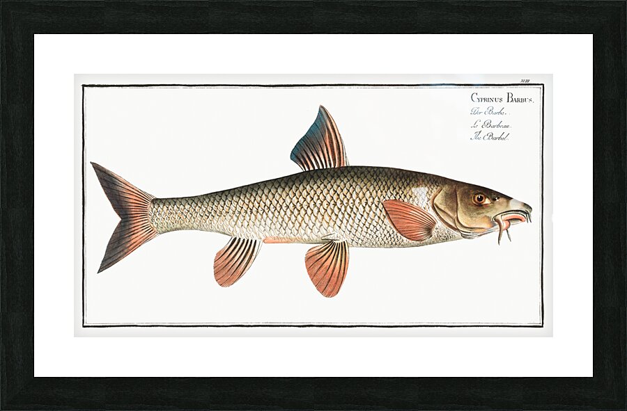 Barbel Cyprinus Barbus Picture Frame print