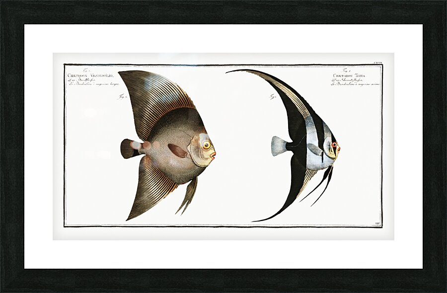 1. Chaetodon Teira 2. Chaetodon Vespertilio Picture Frame print