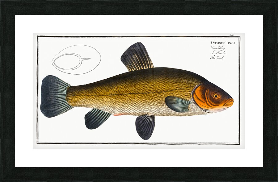 Tench Cypirnus Tinca Picture Frame print