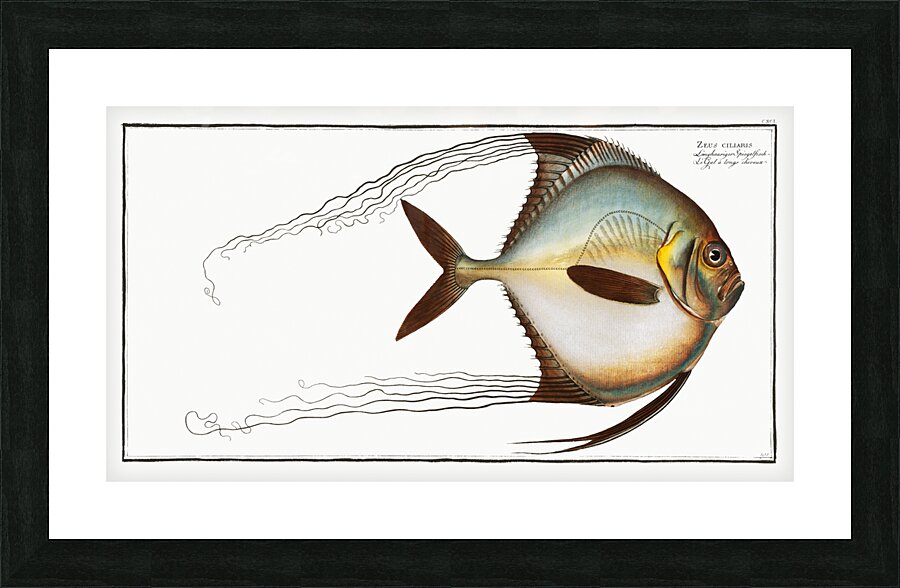 Zeus ciliaris Picture Frame print