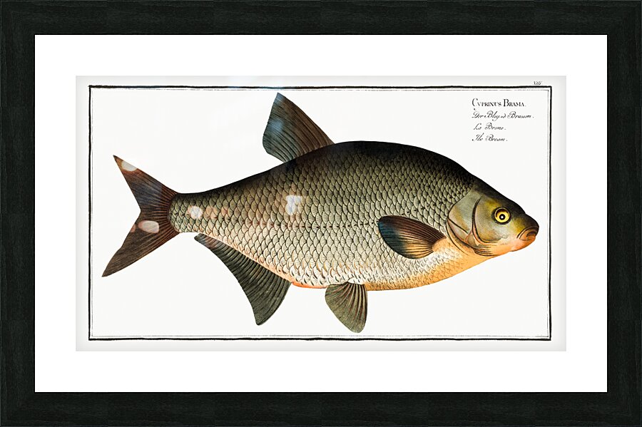 Bream Cyprinus Brama Picture Frame print