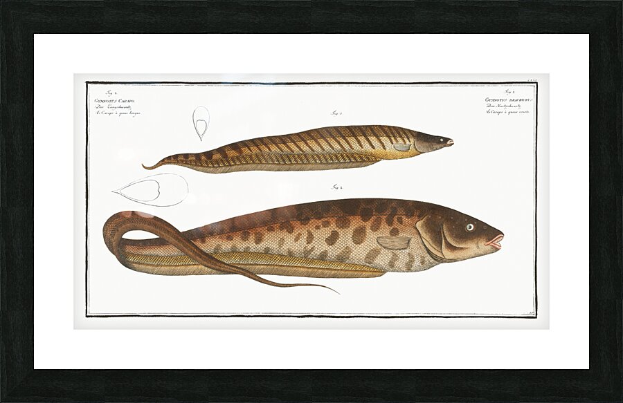 1. Gymnotus brachiurus 2. Gymnotus Carapo Impression et Cadre photo