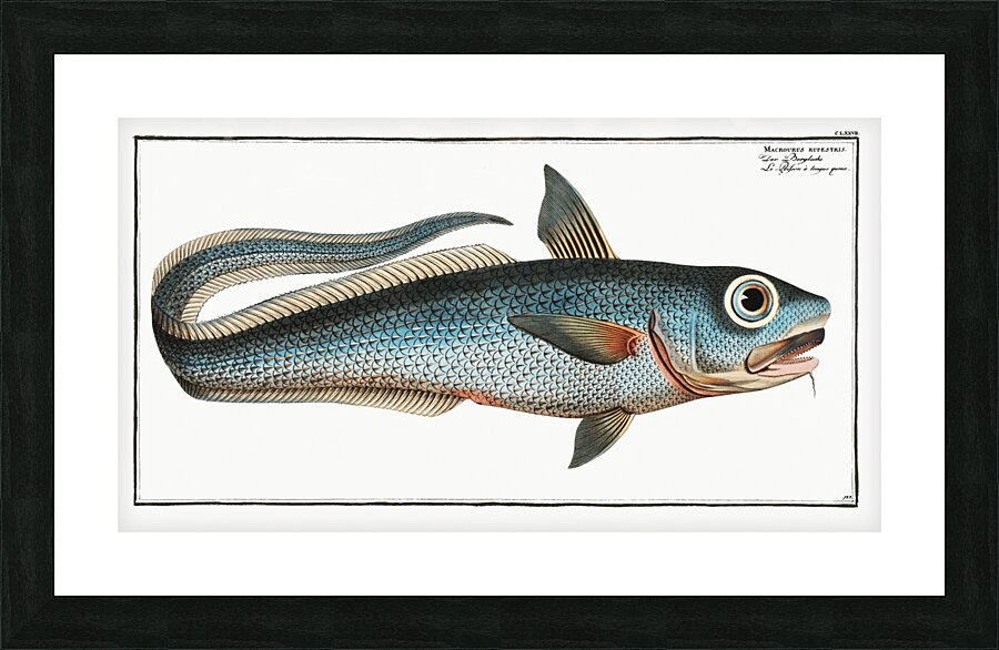 Macrourus rupestris Picture Frame print