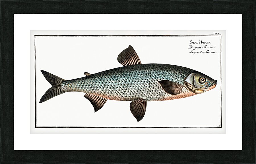 Great-Maræna Salmo Maræna Picture Frame print