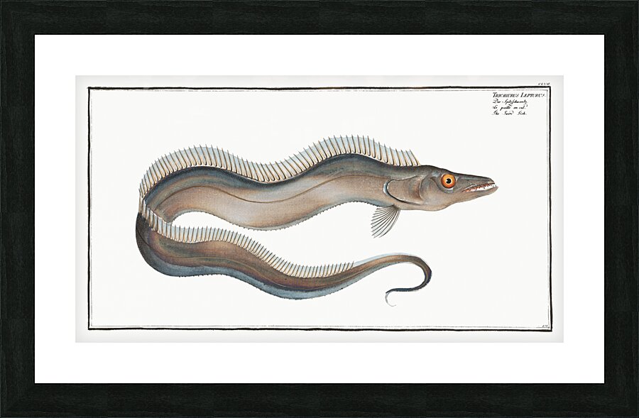 Sword-Fish Trichiurus Lepturus Picture Frame print