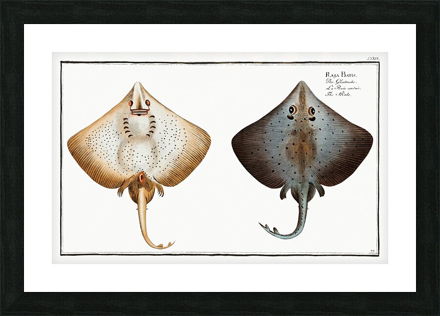 Skate Raja Batis Picture Frame print