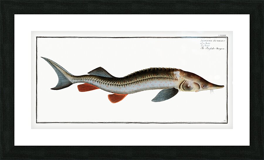 Rusfish-Sturgeon Acipenser Ruthenus Picture Frame print