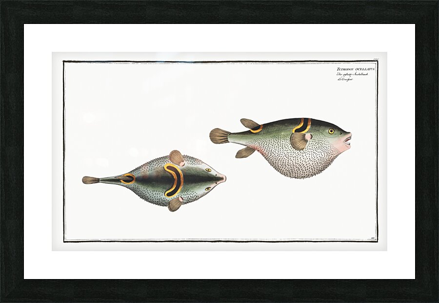 Eyespot puffer Tetrodon ocellatus Picture Frame print