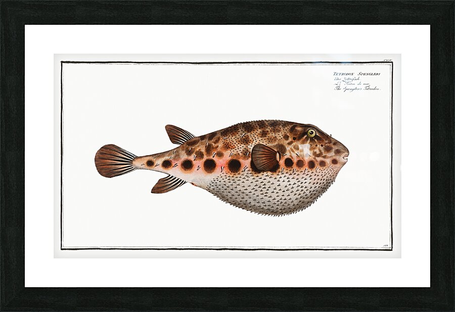 Spenglers Tetrodon Tetrodon Spengleri Impression et Cadre photo