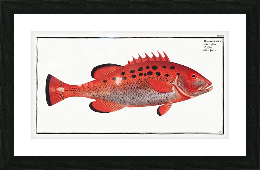 Apue Bodianus apua Picture Frame print