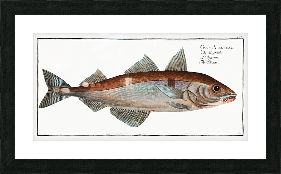 Hadock Gadus Aeglefinus Picture Frame print