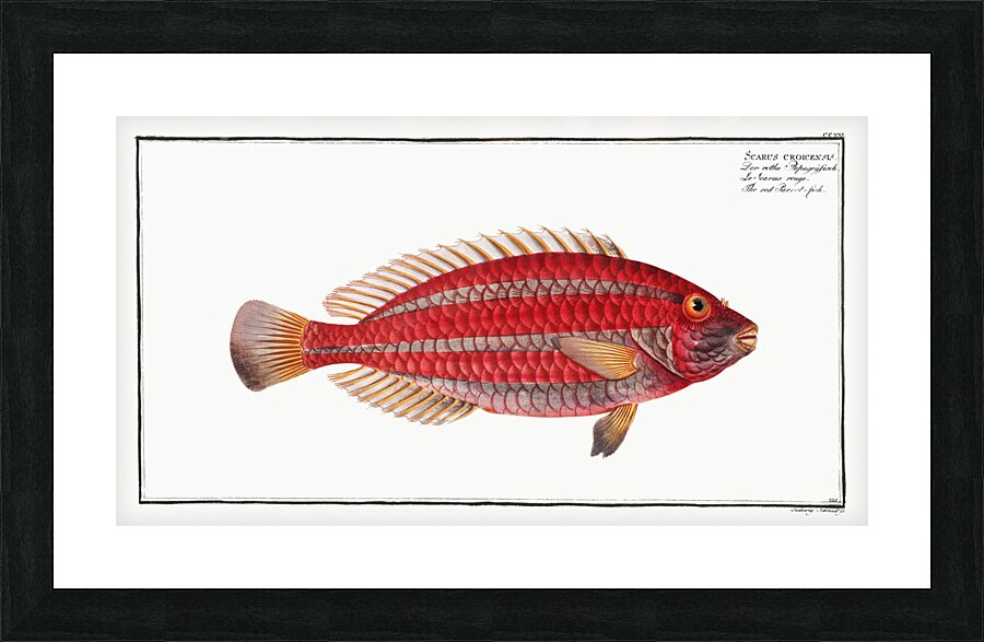 Red Parrot-fish Scarus croicensis Picture Frame print