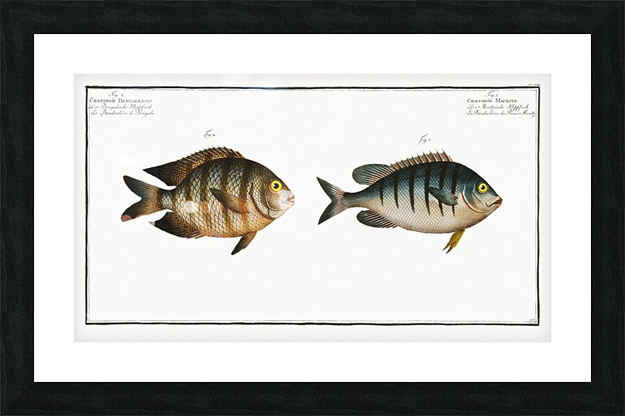 1. Chaetodon Mauritii 2. Chaetodon Bengalensis Picture Frame print