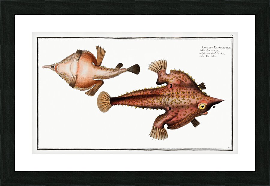 Sea Bat Lophius Vespertilio Picture Frame print