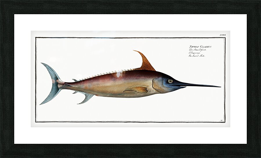 Sword Fish Xiphias Gladius Picture Frame print