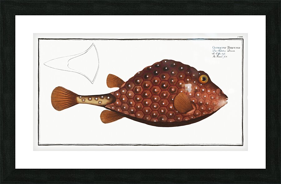 Trunck-fish Ostracion Triqueter Picture Frame print