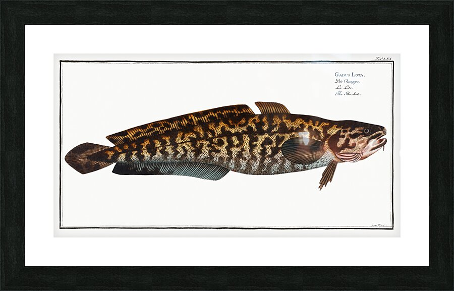 Burbot Gadus Lota Picture Frame print
