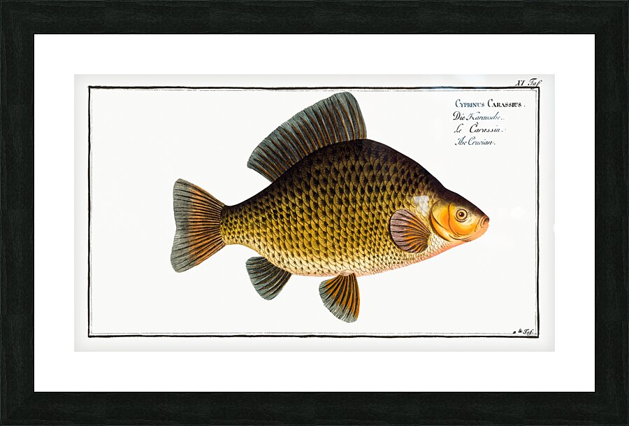 Crucian Cyprinus Carassius Picture Frame print