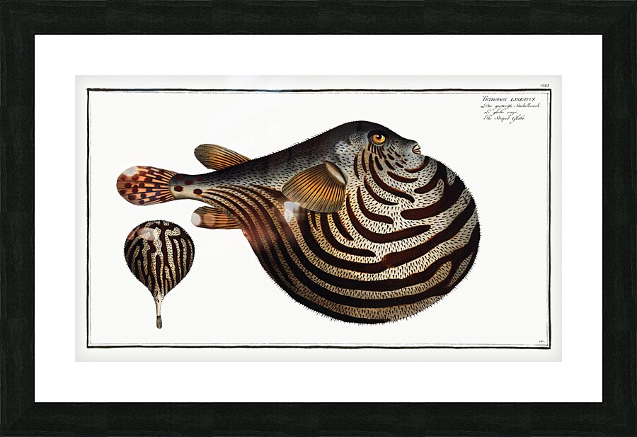 Striped Globe Tetrodon leneatus Impression et Cadre photo