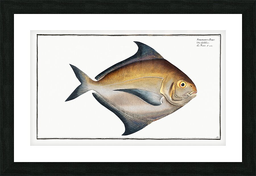 Stromateus Paru Picture Frame print