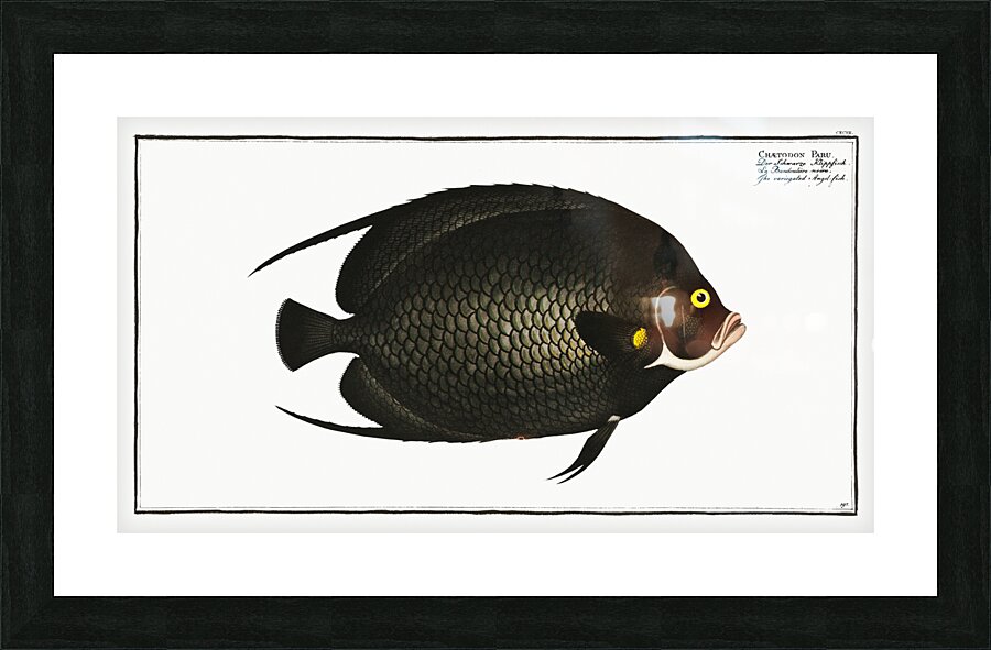 Variegated Angel-fish Chaetodon Paru Impression et Cadre photo