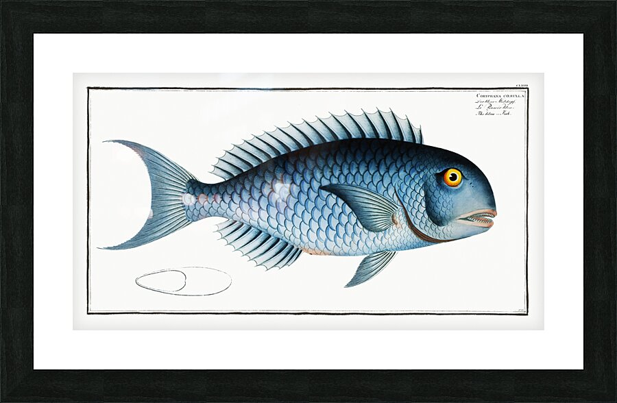 Bleu-Fish Coryphaena coerulea Picture Frame print