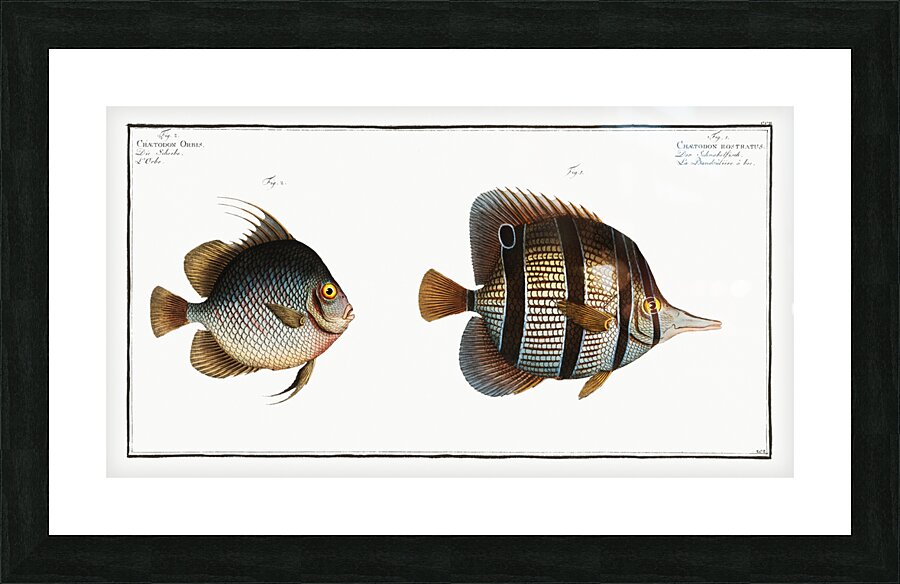 1. Chaetodon rostratus 2. Chaetodon Orbis Picture Frame print
