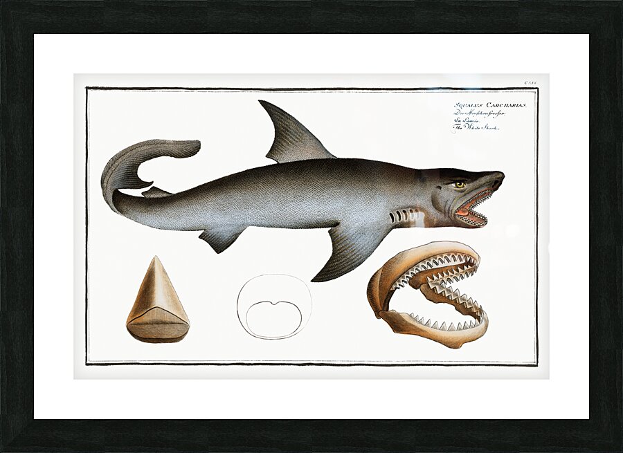 White Shark Squalus Carcharias Picture Frame print