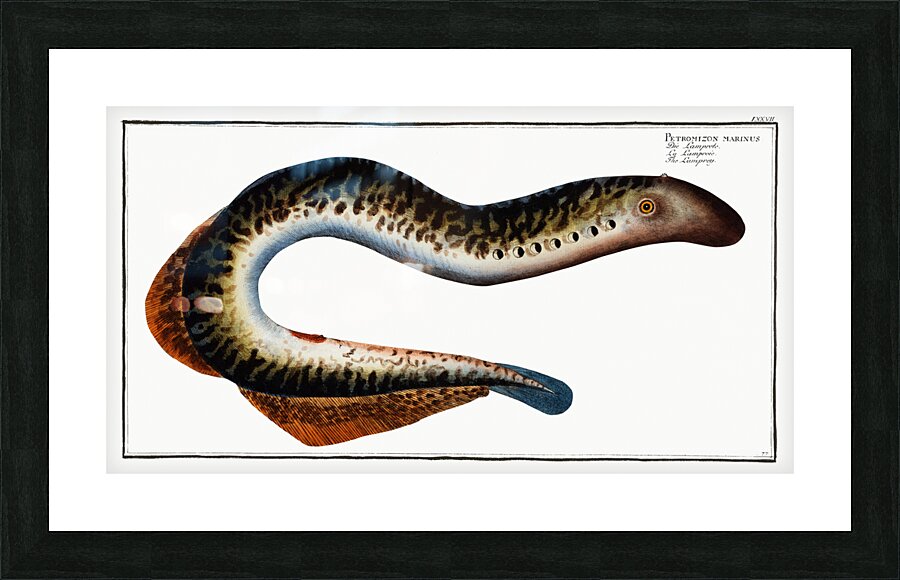 Lamprey Petromizon marinus Picture Frame print