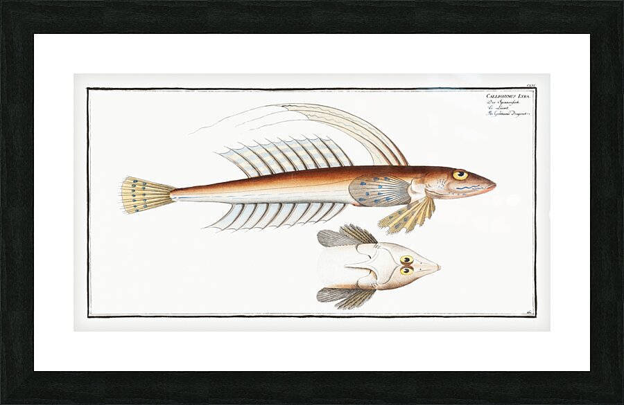 Gemmeous Dragonet Callionymus Lyra Picture Frame print