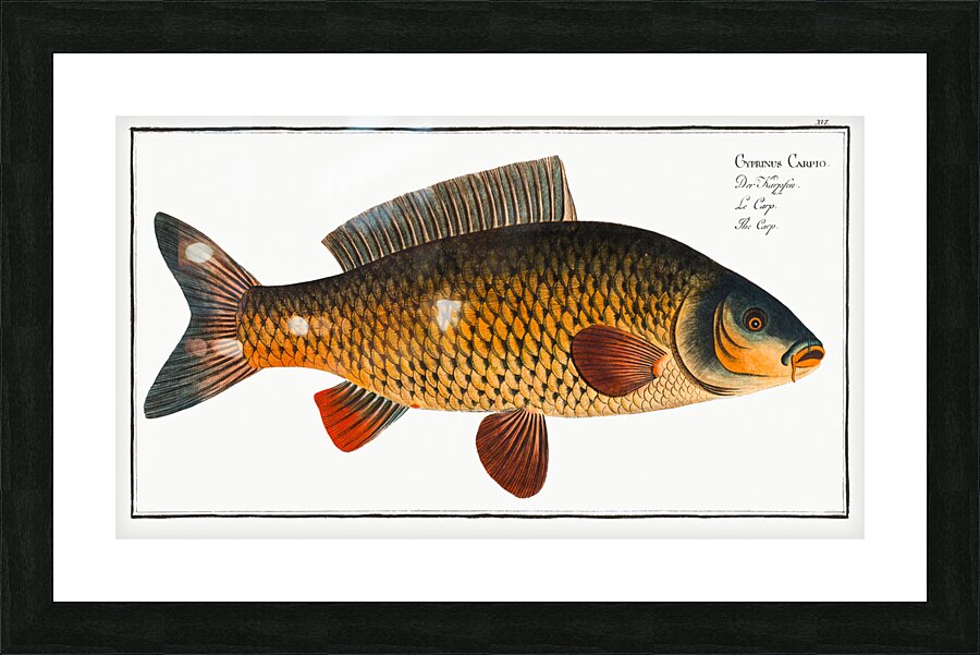 Carp Cyprinus Carpio Picture Frame print