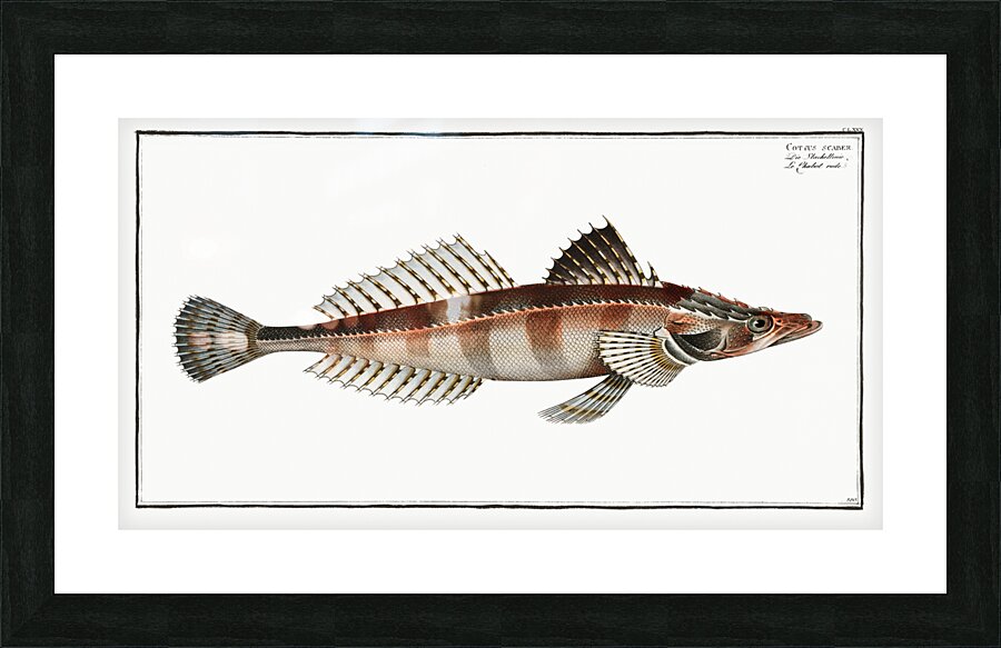 Cottus scaber Picture Frame print
