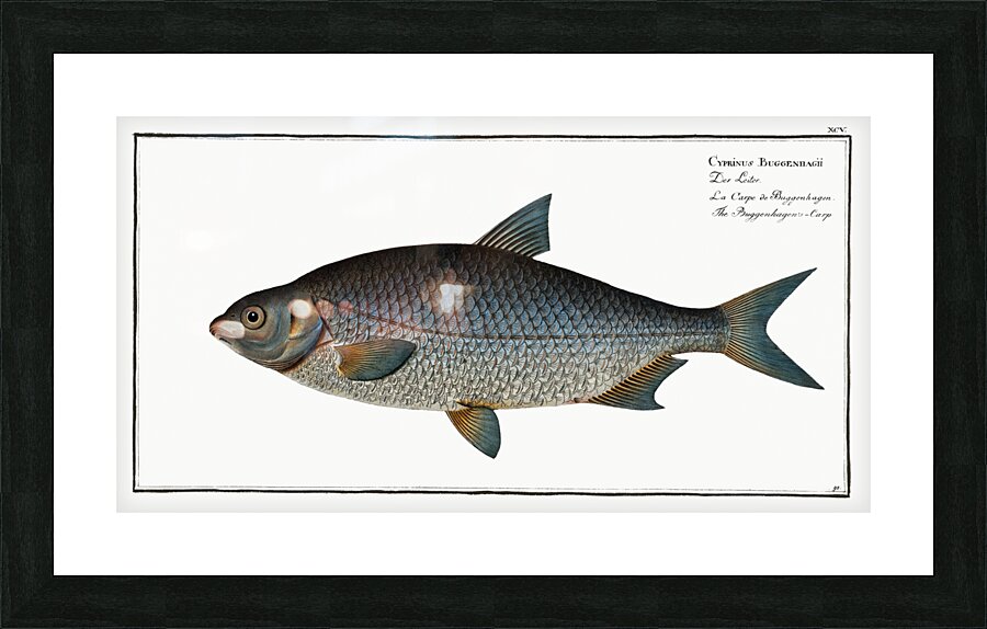 Buggenhagens-Carp Cyprinus Buggenhagii Picture Frame print