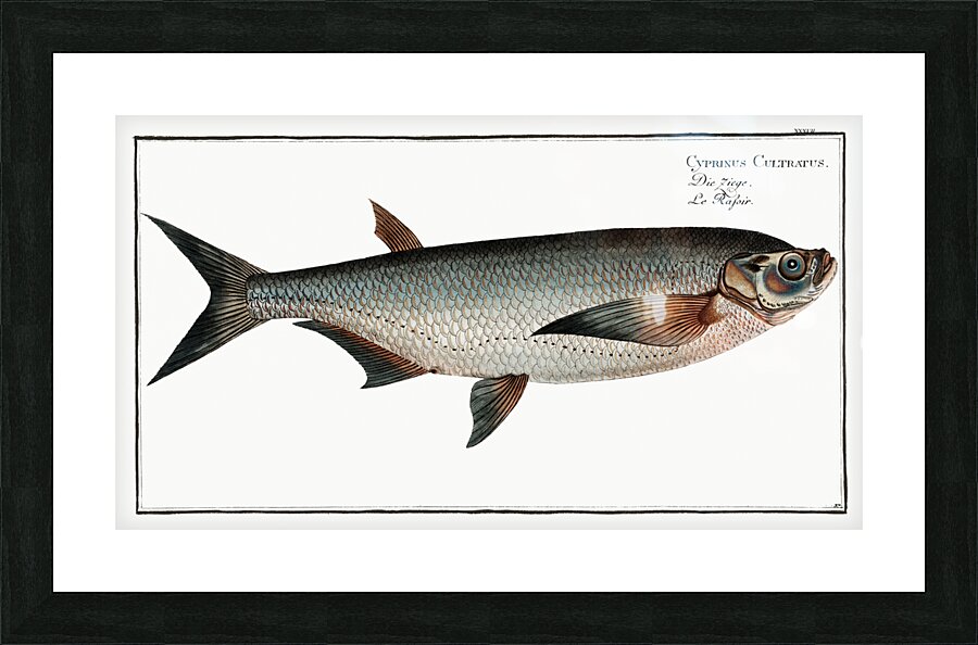Knife-Carp Cyprinus Cultratus Picture Frame print