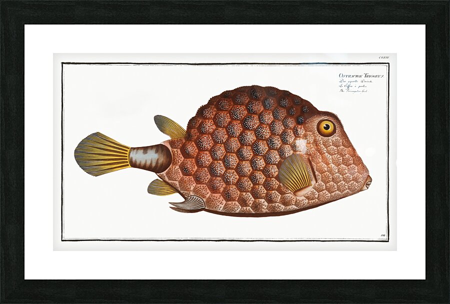Triangular-fish Ostracion Tricornus Picture Frame print