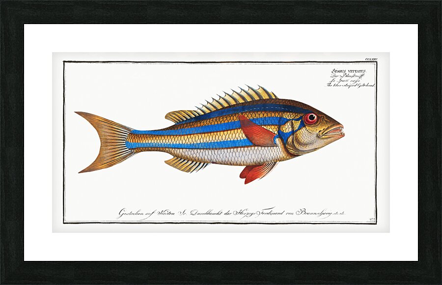 Blue-striped Gilt-head Sparus vittatus Picture Frame print