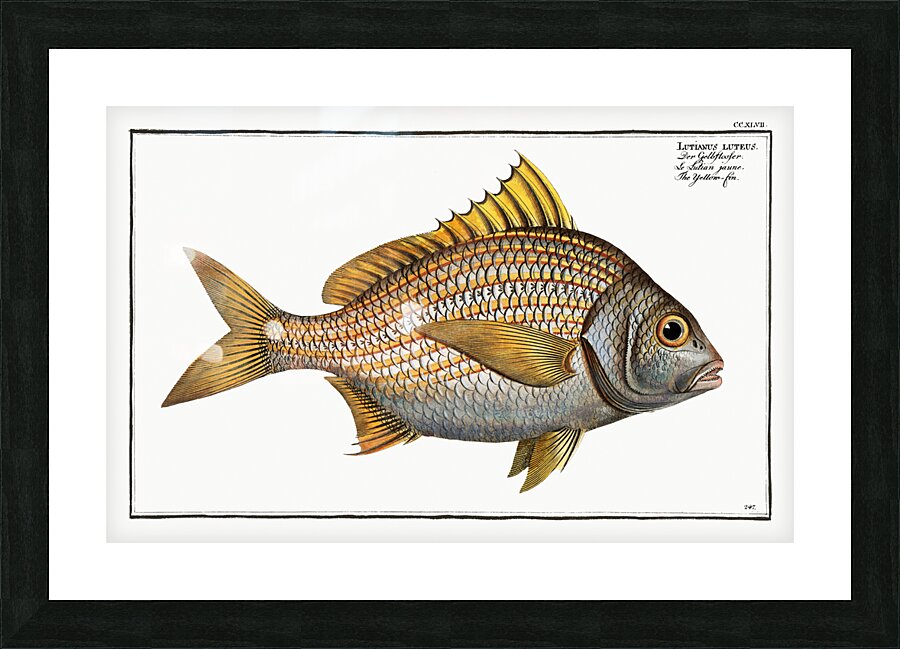 Yellow-fin Lutianus luteus Impression et Cadre photo