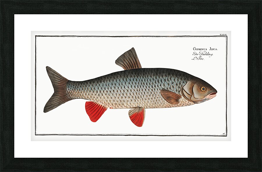 Idus-Carp Cyprinus Idus Picture Frame print